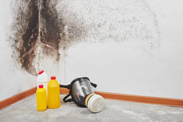 Best Attic Mold Removal  in Monson Center, MA