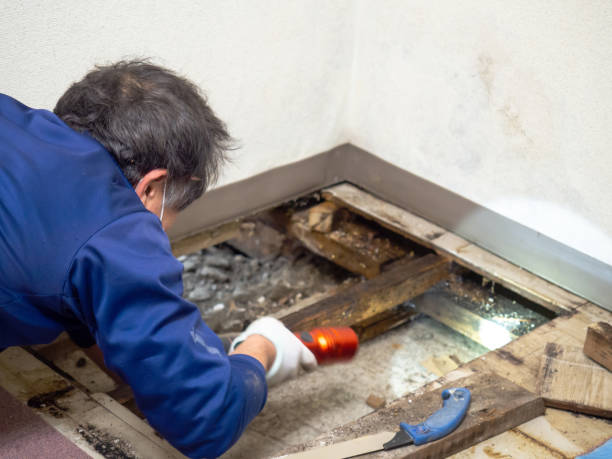 Best Emergency Mold Removal  in Monson Center, MA