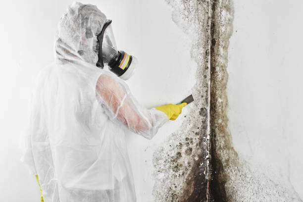 Best Toxic Mold Removal  in Monson Center, MA