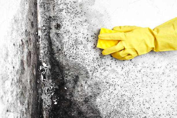 Best Mold Damage Repair  in Monson Center, MA