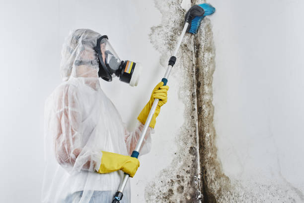 Best Same-Day Mold Removal  in Monson Center, MA