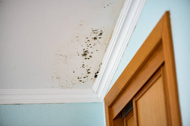 Office Mold Removal Services in Monson Center, MA