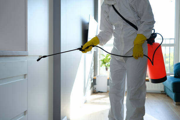 Best Mold Remediation  in Monson Center, MA