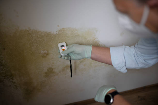 Best Local Mold Removal Service  in Monson Center, MA