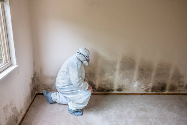 Best Professional Mold Removal  in Monson Center, MA