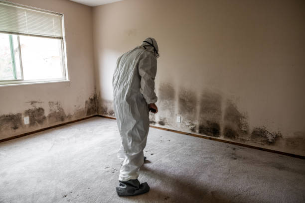 Best Mold Remediation Services  in Monson Center, MA