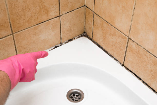 Professional Mold Removal in Monson Center, MA